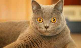 妙三多和猫三联的区别(宠物医院猫三联需要打三针吗)