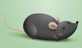 老鼠英语单词怎么写(老鼠的英语单词是mouse)